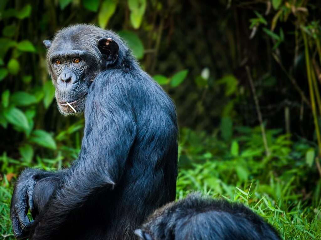 chimpanzee, monkey, ape-1545010.jpg