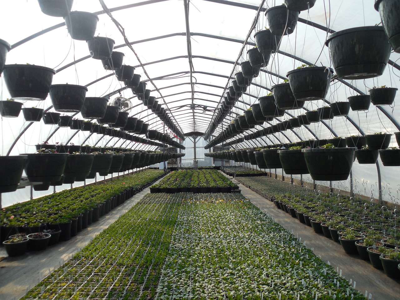 greenhouse, plants, plant-658452.jpg