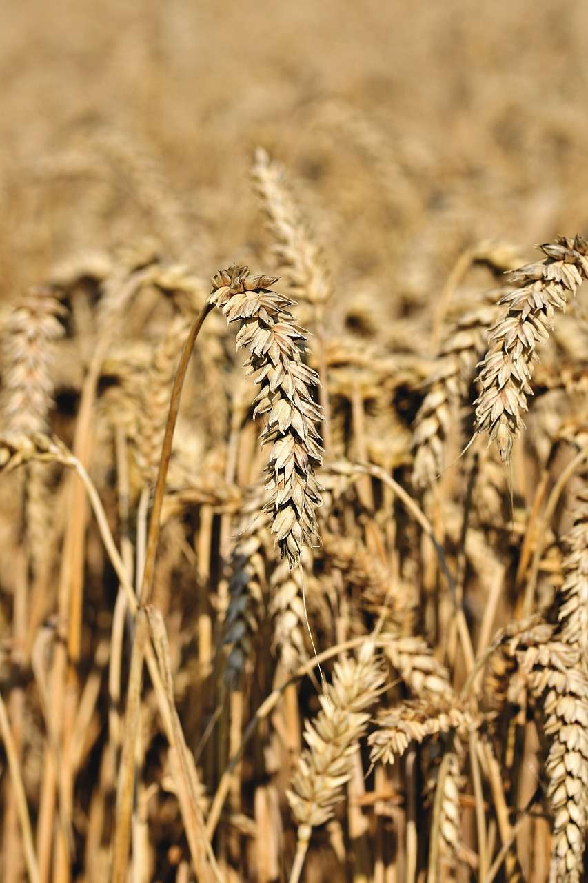 wheat, wheat field, harvest-5621245.jpg